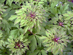 Anemone nemorosa 'Virescens'