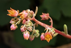 X Cremneria ´Expatriata´ 4068-1; Crassulaceae (2)