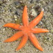 Starfish, Luidia ciliaris