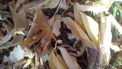 October 20, 2015 - A 5 year old's look at fall leaves. (The Worley's Son)