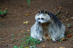 Raccoon sitting on the forest floor