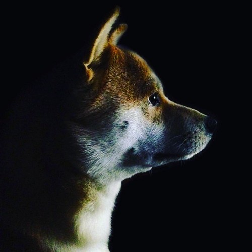 #Junpei #dog #puppy #pup  #petstagram #photooftheday #dogsofinstagram #instagramdogs #dogstagram #do