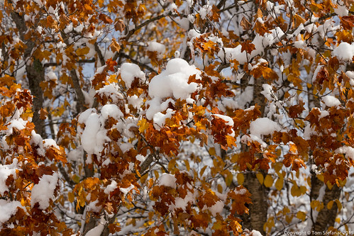 Snow Covered Fall Foliage • <a style="font-size:0.8em;" href="http://www.flickr.com/photos/65051383@N05/21669351864/" target="_blank">View on Flickr</a>