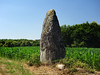 Le menhir de Camblot dans le bourg de Mnac - Morbihan - Juillet 2015 - 03