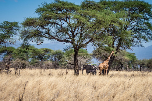 Giraffe and elephants take shade under the same tree. • <a style="font-size:0.8em;" href="http://www.flickr.com/photos/96277117@N00/21268881503/" target="_blank">View on Flickr</a>