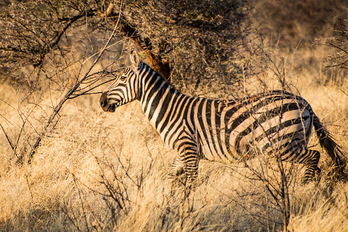 A common zebra in Meru. • <a style="font-size:0.8em;" href="http://www.flickr.com/photos/96277117@N00/21877911362/" target="_blank">View on Flickr</a>