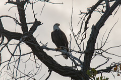 Bald Eagle on lookout