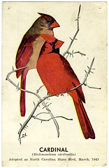 Anglų lietuvių žodynas. Žodis richmondena cardinalis reiškia <li>Richmondena Cardinalis</li> lietuviškai.