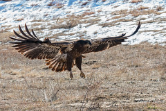 Juvenile Bald Eagle flies to the ground