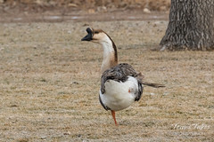 A Swan Goose shows off