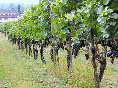 Vaduz Grapes on the Vine