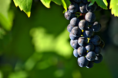 Anglų lietuvių žodynas. Žodis grape jelly reiškia vynuogių želė lietuviškai.