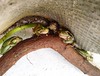 Una familia de 6 ranas vive bajo mi tejado #Rana #Frog #Anuro #Batracio #Animal