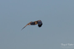Male Northern Harrier - the gray ghost - in flight