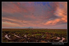 Estols de picatorts travessen la marjal de Sueca a l'alba 12 (Plegadis falcinellus) (Glossy ibises' flocks in sunrise light at Sueca's marsh 12) Sueca, la Ribera Baixa, València, Spain