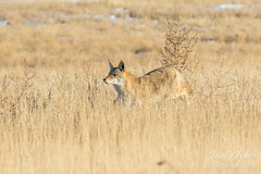 Coyote runs in hoping for leftovers