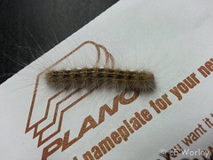 September 4, 2015 - A tent caterpillar found in Thornton. (LE Worley)