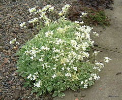 Arabis alpina ssp. caucasica 'Variegata'