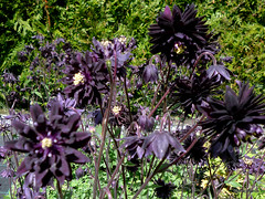 Aquilegia vulgaris var. stellata 'Black Barlow'