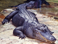 Anglų lietuvių žodynas. Žodis crocodilian reptile reiškia krokodilų roplių lietuviškai.