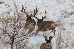 One Mule Deer buck vanquishes another