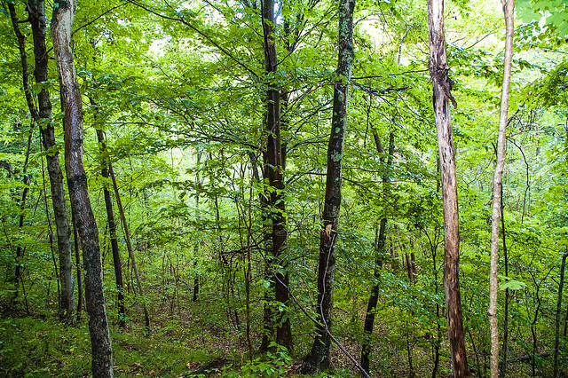 Charles C. Deam Wilderness - Hunter Creek Trail - September 12, 2015