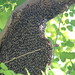 A bee hive in Mian Wali