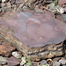 Taconite (Biwabik Iron-Formation, Paleoproterozoic, ~1.878 Ga; Hull-Rust-Mahoning Mine, Hibbing, Minnesota, USA) 1