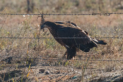 Juvenile Bald Eagle approaches the fence