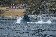 Humpback Whale Breaking the Surface