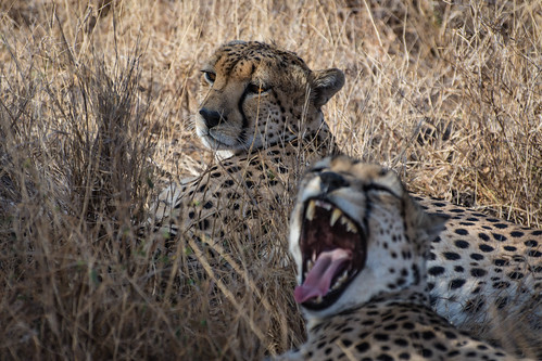 Cheetah yawn. • <a style="font-size:0.8em;" href="http://www.flickr.com/photos/96277117@N00/21981755796/" target="_blank">View on Flickr</a>