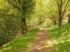 5   woodland path in sunshine, very lovely