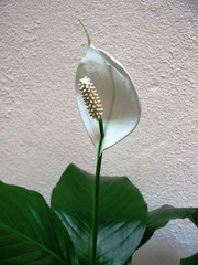 Peace Lily (Spathiphyllum spp. 'Wallisii')