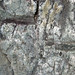 Faulted metamorphosed pillow basalt (Ely Greenstone, Neoarchean, ~2.722 Ga; Rt. 169 roadcut just east of Ely, Minnesota, USA) 5