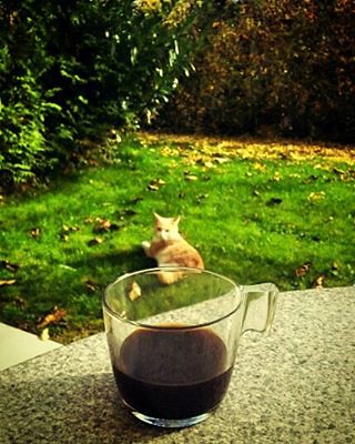 Little kitty comes everyday to see what's going on...  😻☕