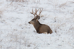 A smaller buck hangs out nearby but chose not to challenge