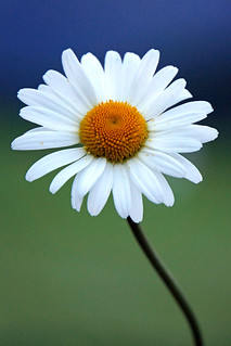 Switzerland-01781 - Meadow Daisy, From FlickrPhotos