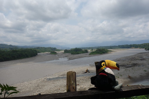 Pelico pose devant un des nombreux fleuves qui lézardent autour de Villa Tunari