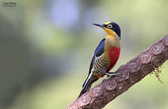 Yellow-fronted Woodpecker (Melanerpes flavifrons) - Tapiraí-SP