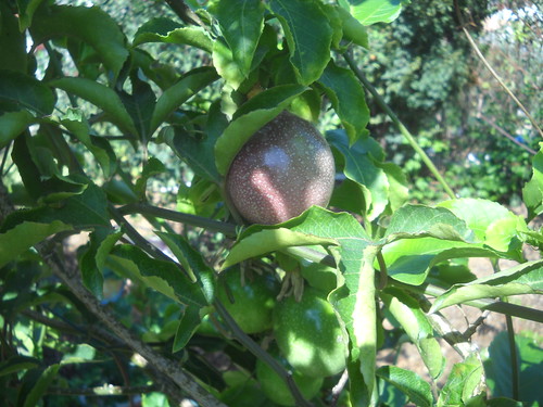 Passion Fruit Ripe & Green Large Fruit and qty aaa Oct 12, 2015