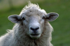 Anglų lietuvių žodynas. Žodis ewes reiškia ėriavedės lietuviškai.