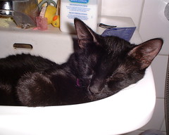 Sleepy Sinktime • <a style="font-size:0.8em;" href="http://www.flickr.com/photos/11862598@N00/216988789/" target="_blank">View on Flickr</a>