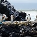 2015-08-19-15h09m33-Galapagos • <a style="font-size:0.8em;" href="http://www.flickr.com/photos/25421736@N07/20638051180/" target="_blank">View on Flickr</a>