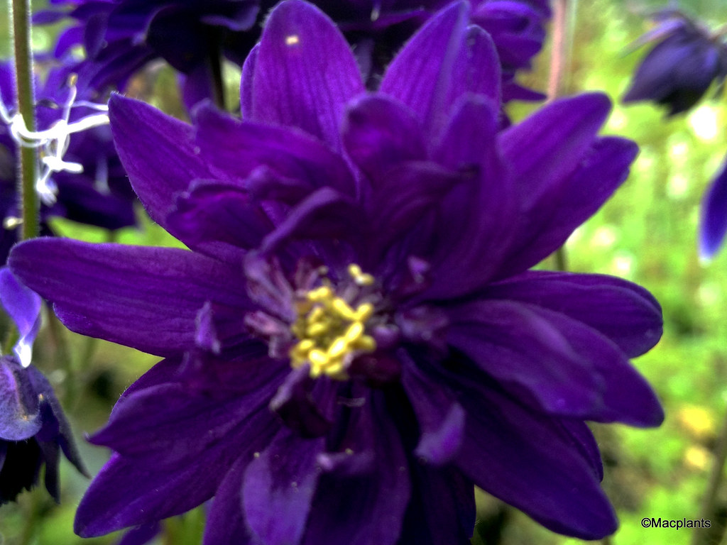 Aquilegia vulgaris var. stellata 'Blue Barlow'