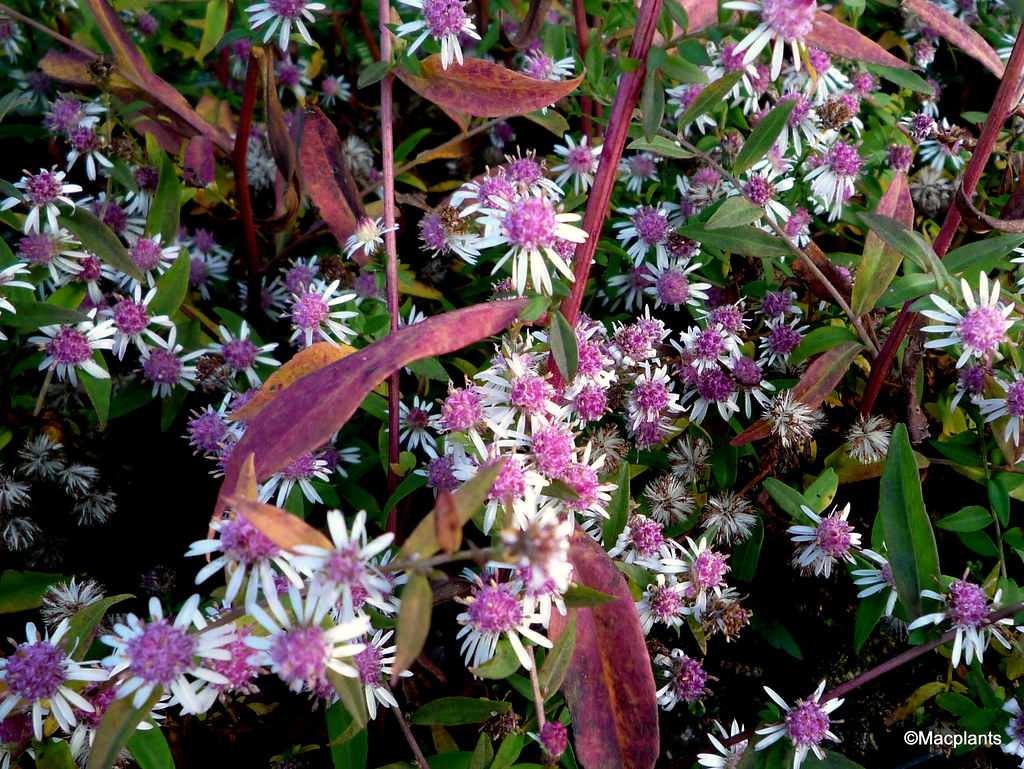Aster lateriflorus 'Lady In Black'