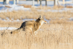 After spotting the photographer, the Coyote retreats quickly