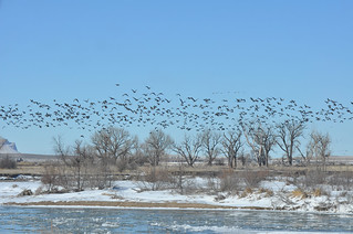Nebraska Waterfowl Hunting 9