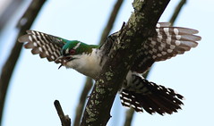 Diederik cuckoo, Chrysococcyx caprius (male), at Rietvlei Nature Reserve, Gauteng, South Africa