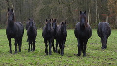 Frisian horses, Lyklemabos