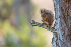Red Squirrel - Concentrated